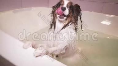 湿漉漉的帕皮隆狗站在浴室的库存录像带